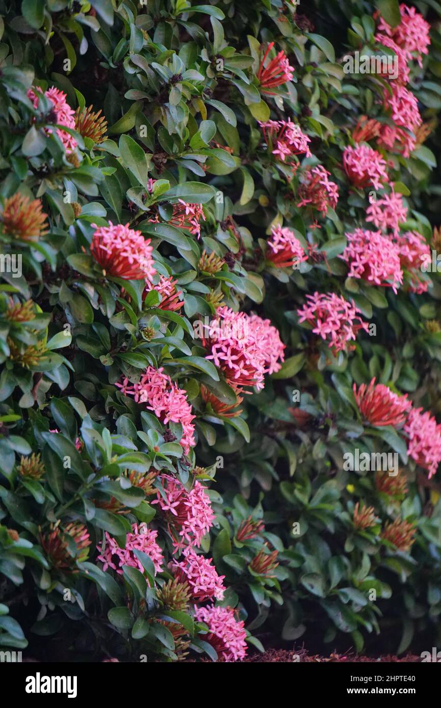 Westindischer Jasmin (auch ixora genannt, Dschungelflamme, Dschungelgeranium, cruz de Malta) mit natürlichem Hintergrund Stockfoto