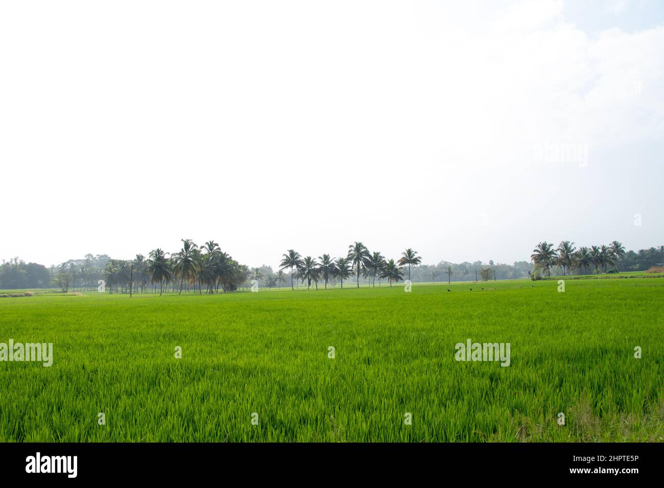 Grünes Reisfeld und Kokospalmen an der Grenze, aus dem Palakkad District, der Reisschale von Kerala, Indien Stockfoto