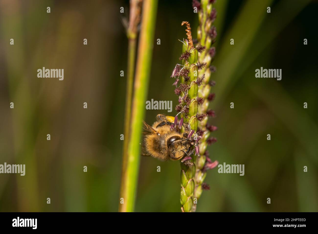 Honigbiene bereit, von einer grünen Pflanze zu springen Stockfoto