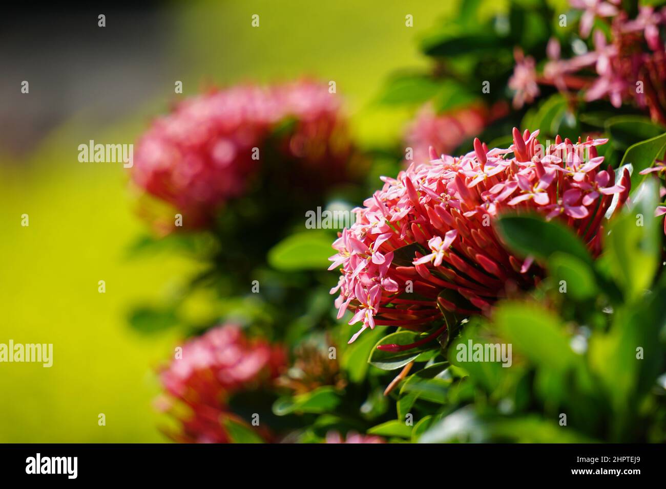 Westindischer Jasmin (auch ixora genannt, Dschungelflamme, Dschungelgeranium, cruz de Malta) mit natürlichem Hintergrund Stockfoto