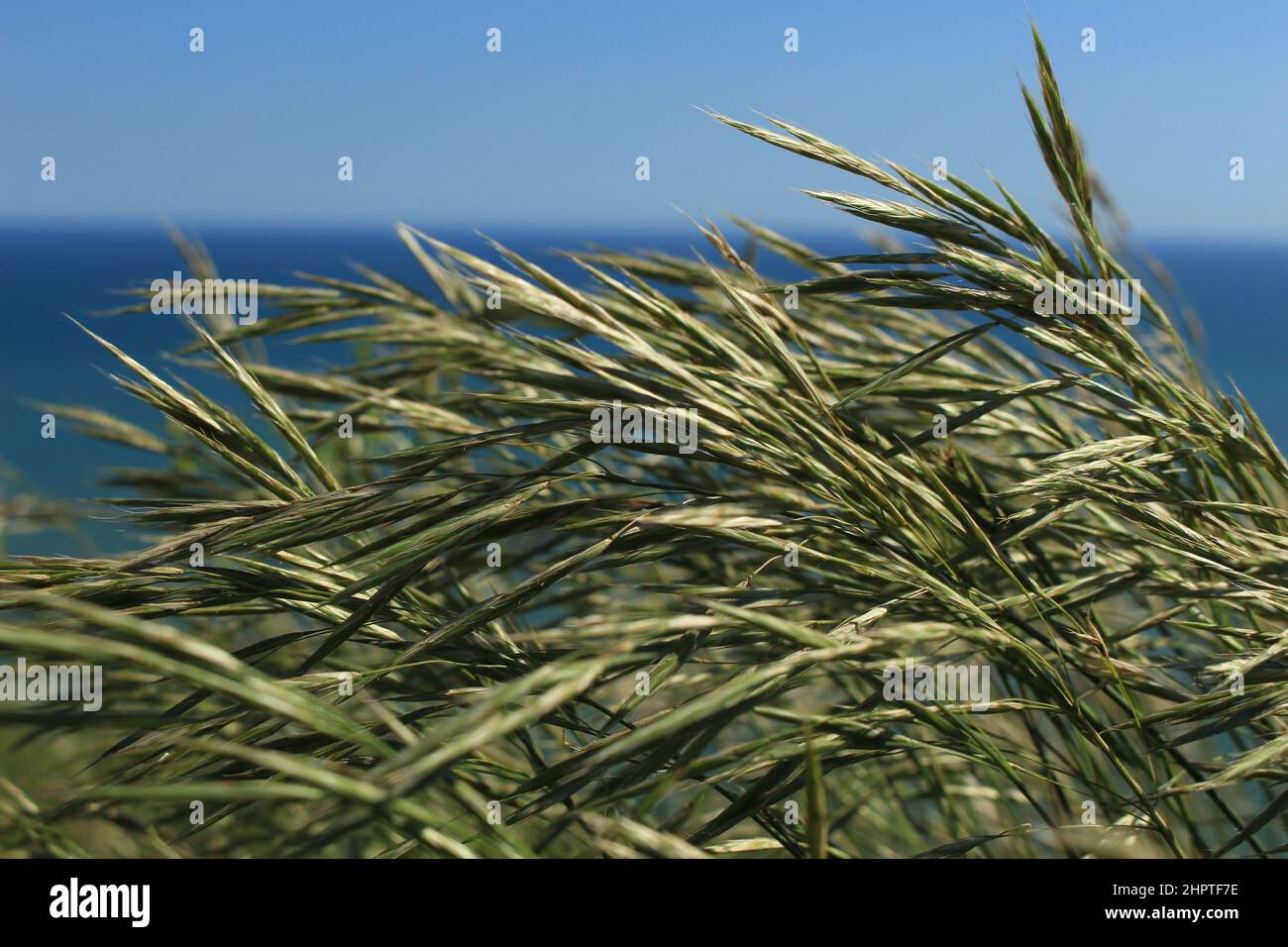 Hohes Gras, das im Spätsommer im Wind gegen den Ozean weht und einen klaren Himmel hat (Seven Sisters Cliffs Walk, England) Stockfoto