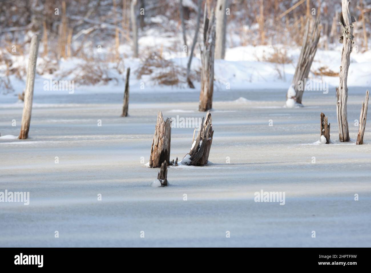 Winterszene von toten Baum stolpert auf gefrorenen See mit verschneiten Büschen im Hintergrund Stockfoto