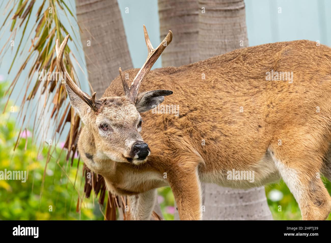 Ein männlicher Schlüsselhirsch (Odocoileus virginianus clavium) mit Geweihen, die in den Florida Keys, USA, sein rechtes Auge vermissen. Stockfoto