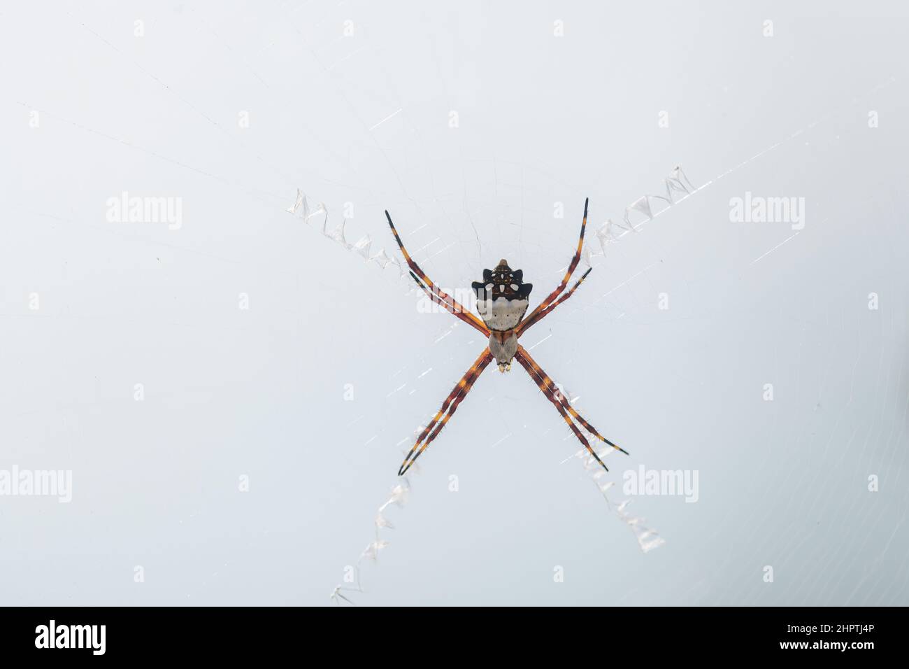 Eine Silbergartenspinne (Argiope argentata) im Internet in den Florida Keys, USA. Stockfoto