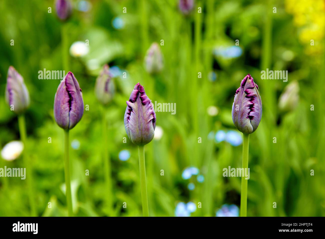 Ungeöffnete Knospen aus violetten Tulpen auf einem grünen Blumenbeet im Park Stockfoto