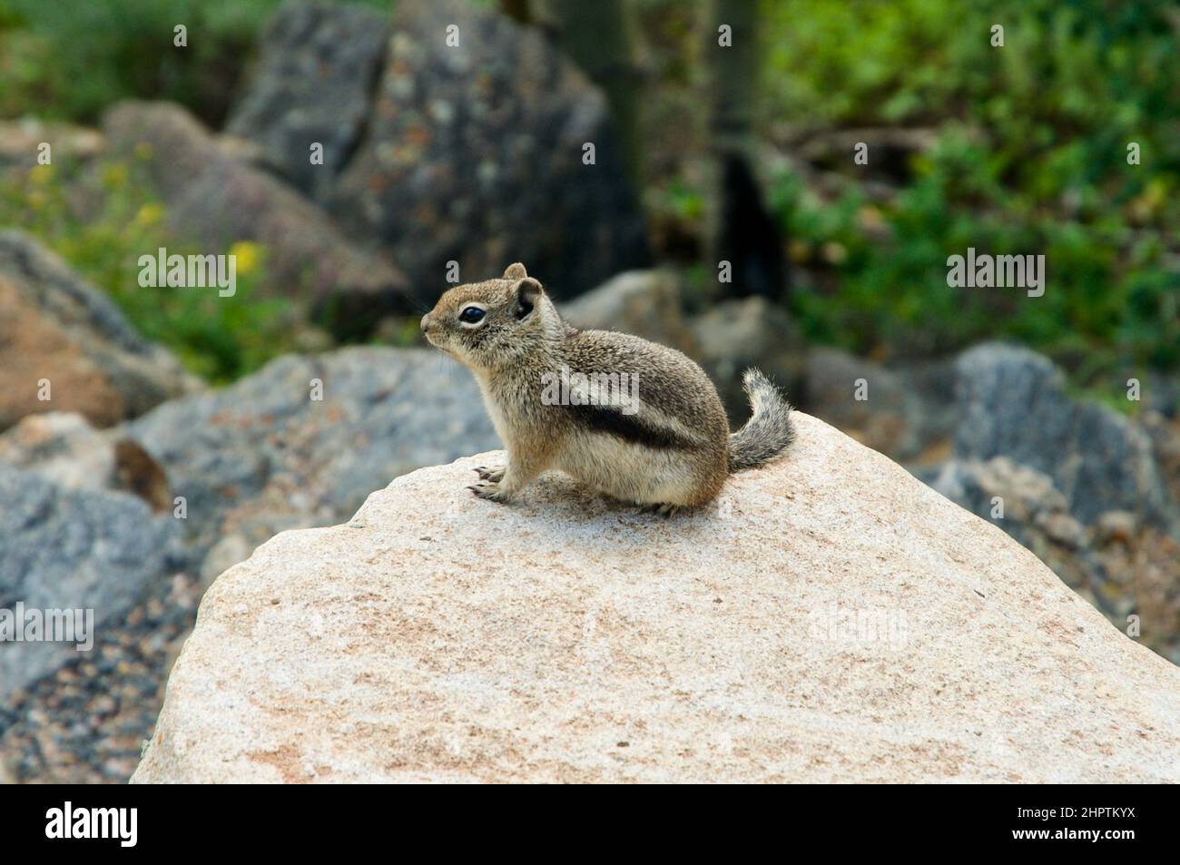 Chipmunks sind kleine, gestreifte Nagetiere, die an einem sonnigen Tag auf Felsbrocken um Nahrung betteln. Stockfoto