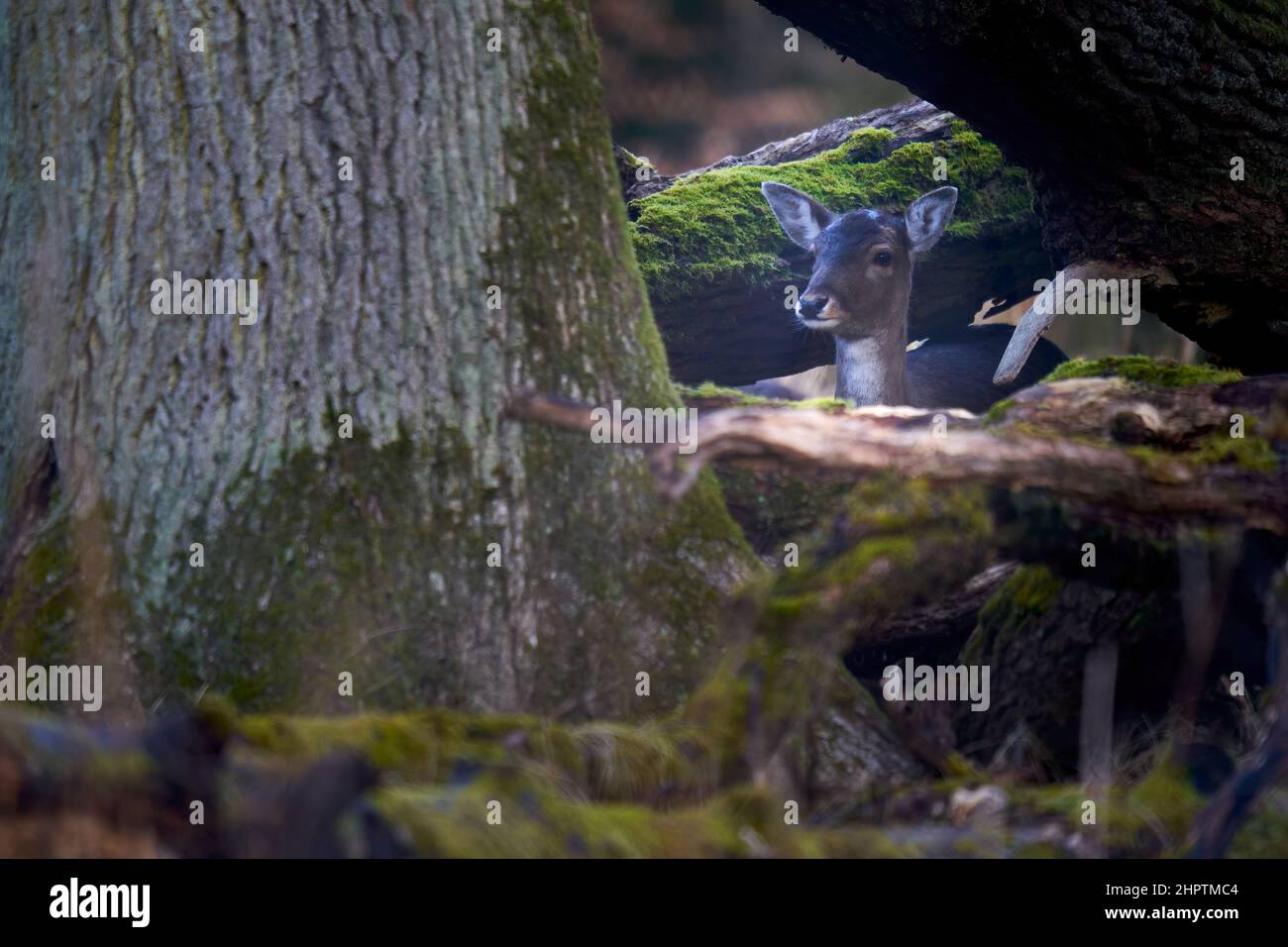 1 junge Damhirsche (Dama Dama, Reh) im Wald. Tiere verstecken sich hinter dicken Bäumen. Wildtiere im Winter. Stockfoto