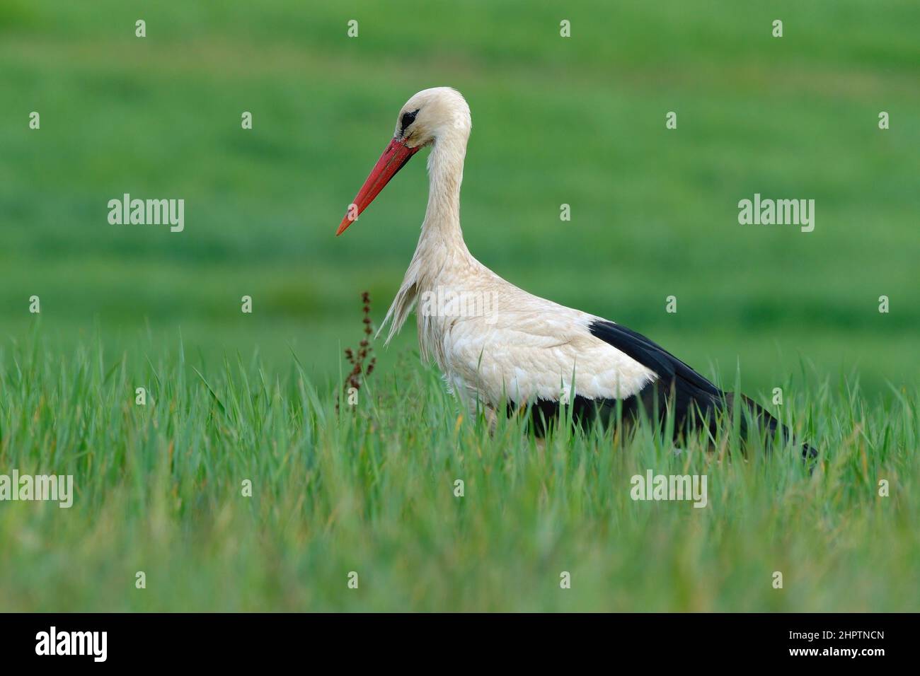 Weißer Storch, der in hohem Gras steht, aus der Nähe. Auf der Suche nach Nahrung auf einer Wiese. Unscharfer natürlicher Hintergrund, Kopierbereich. Gattung Ciconia ciconia. Stockfoto