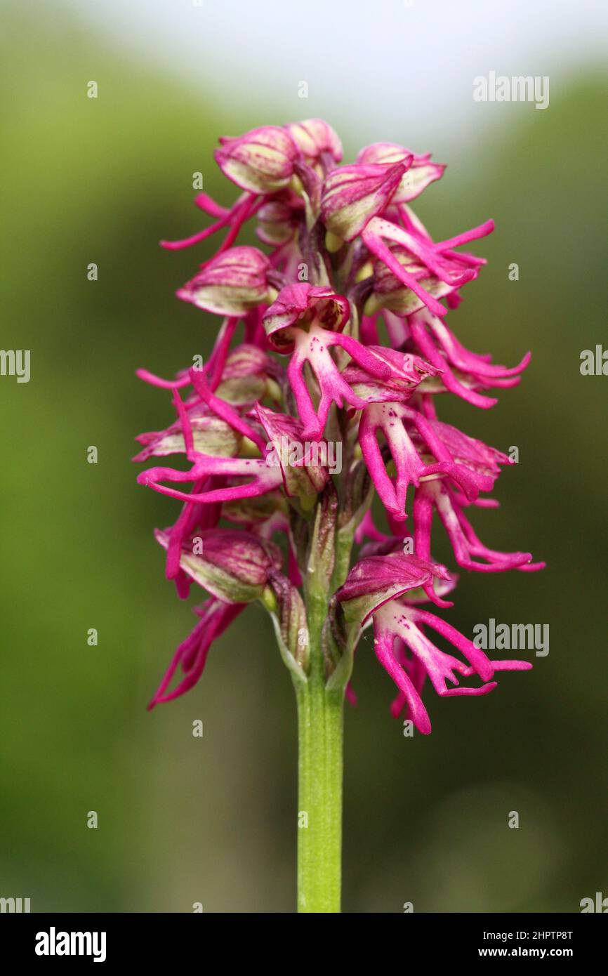 Man x Monkey Orchid Hybrid, Orchis x bergonii, Kent, England Stockfoto