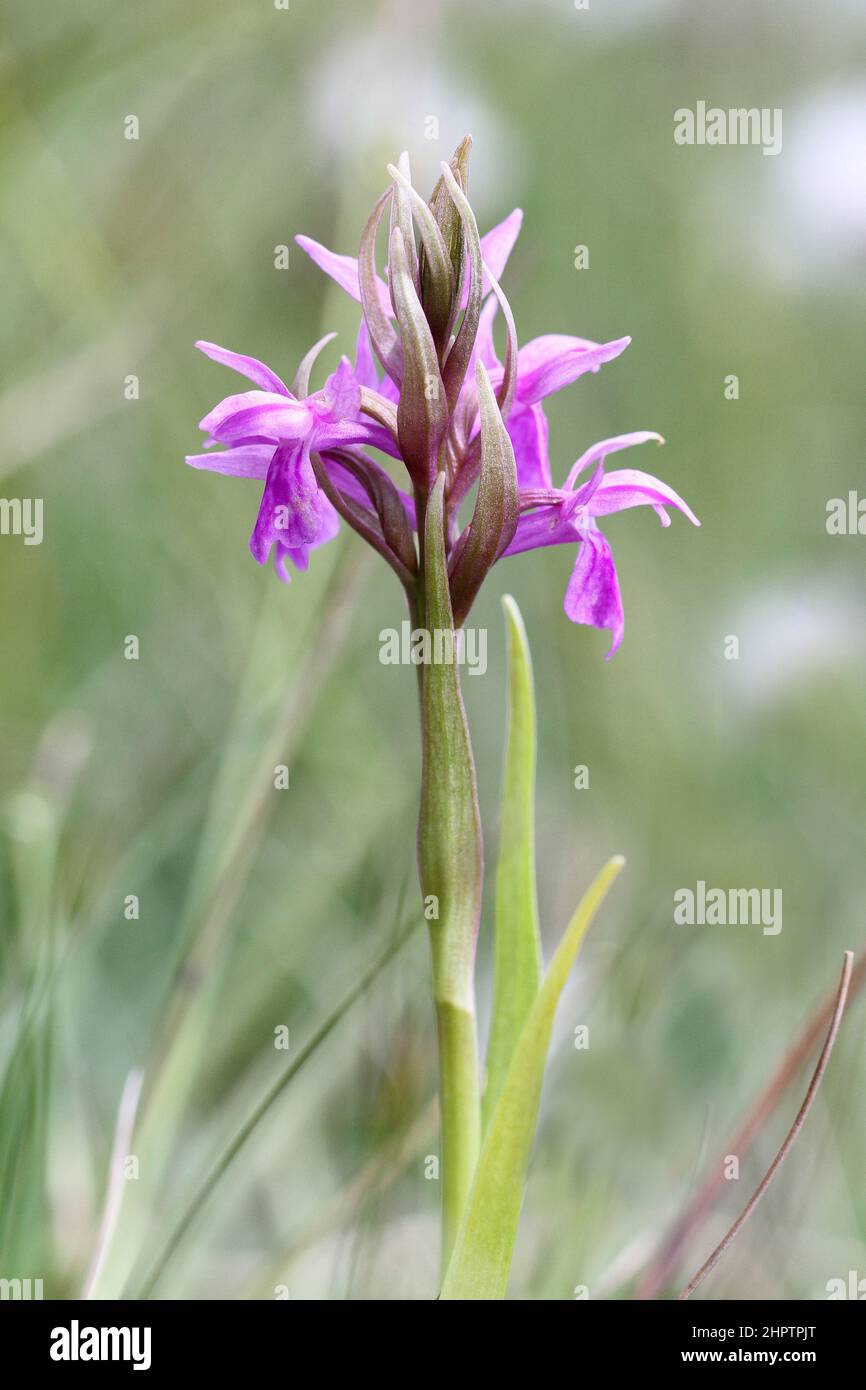 Pugsley's Marsh Orchid, Dactylorhiza traunsteinerioides, The Burren, Irland Stockfoto