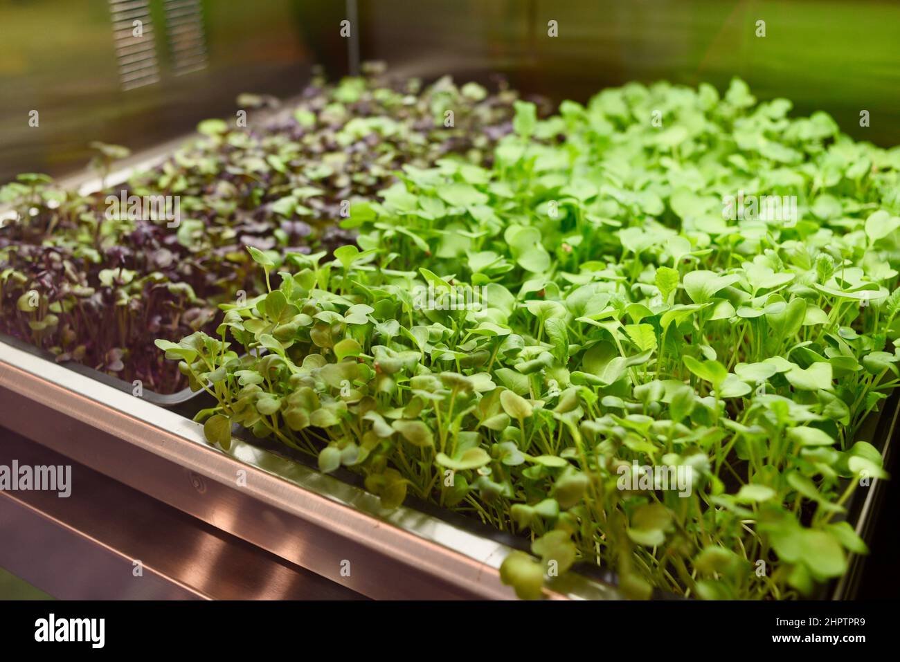 GardenChef Herb und Microgreen Anbauschränke von Carter Hoffmann auf der National Restaurant Show in Chicago, Illinois, USA ausgestellt Stockfoto