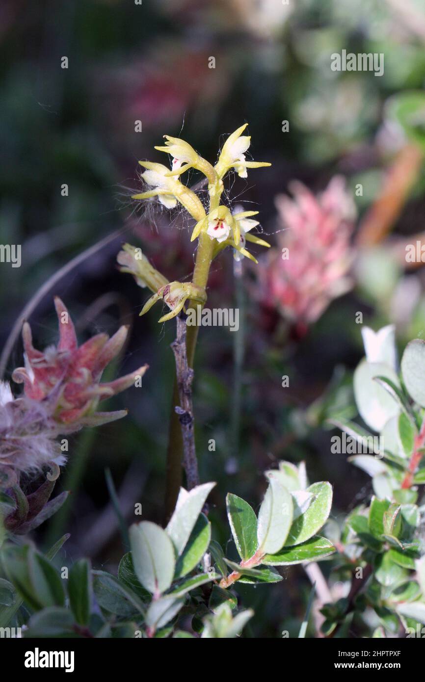 Coralroot Orchid, Corallorhiza trifida, Cumbria, England, Großbritannien Stockfoto