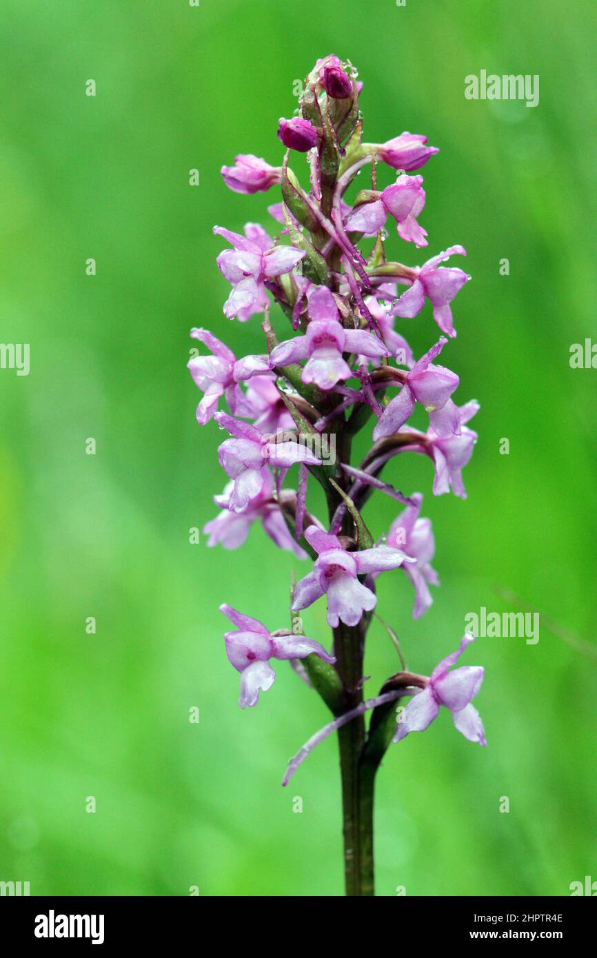 Heath Fragrant Orchid, Gymnadenia borealis, Inverness-Shire, Schottland, Großbritannien Stockfoto