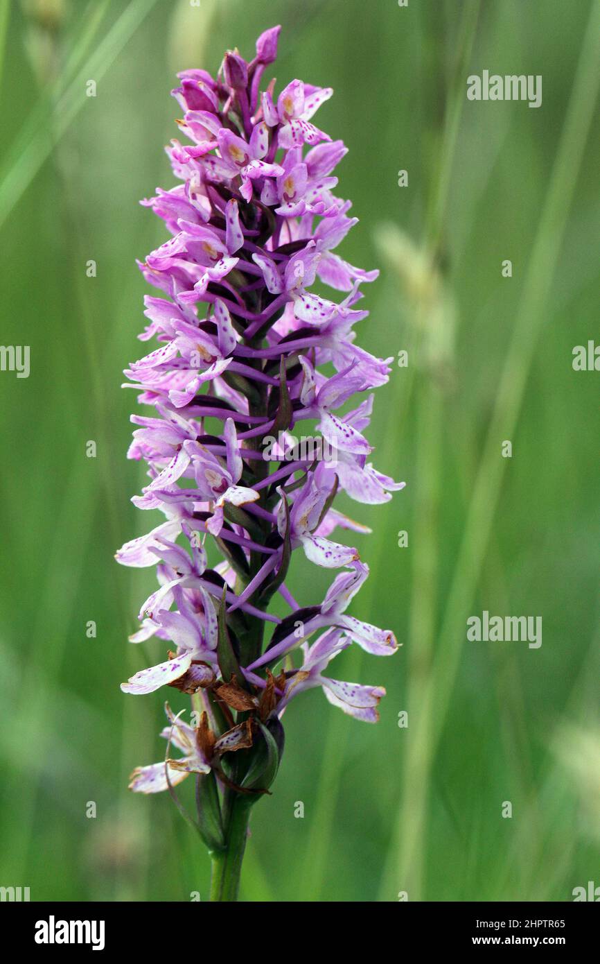 Heath Spotted x Heath Fragrant Orchid Hybrid, X Dactylodenia evansii, Inverness-Shire, Schottland, Großbritannien Stockfoto