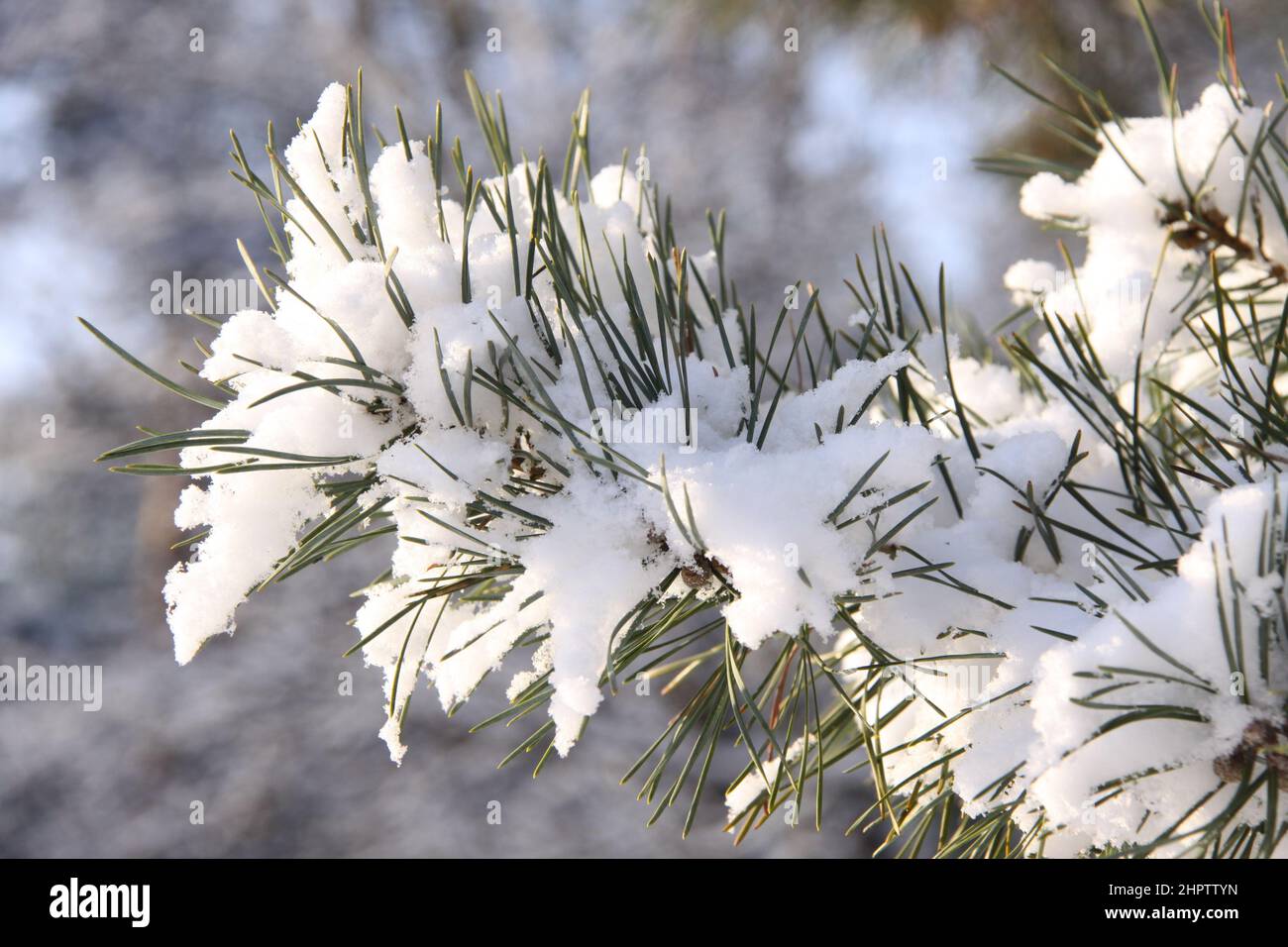Ein Kiefernzweig, der mit einer Schneeschicht bedeckt ist, aus nächster Nähe. Stockfoto