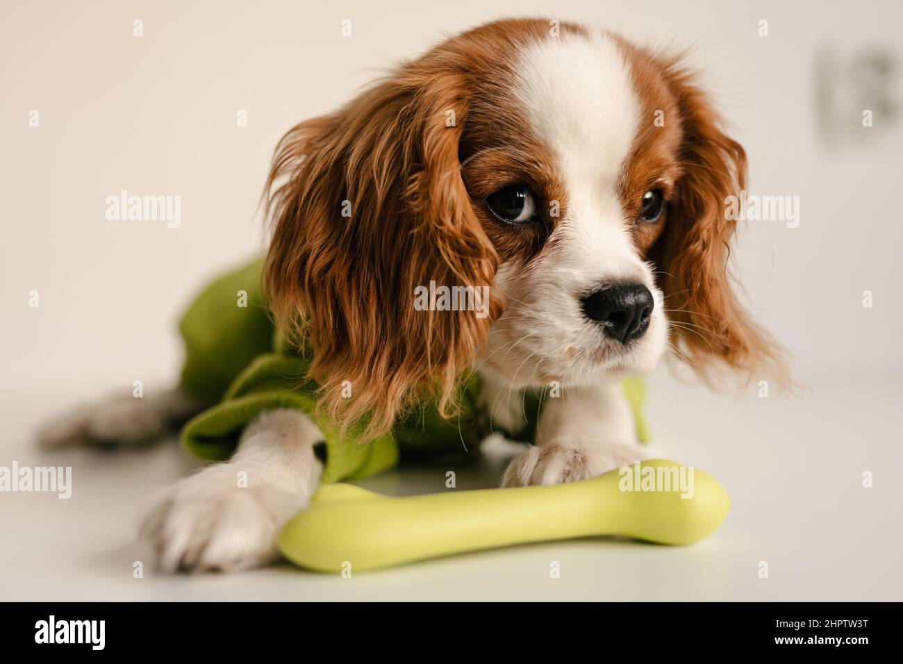 Niedliches Hundeporträt mit Spielzeugknochen trägt grünen Anzug. König Charles Spaniel Laying Stockfoto