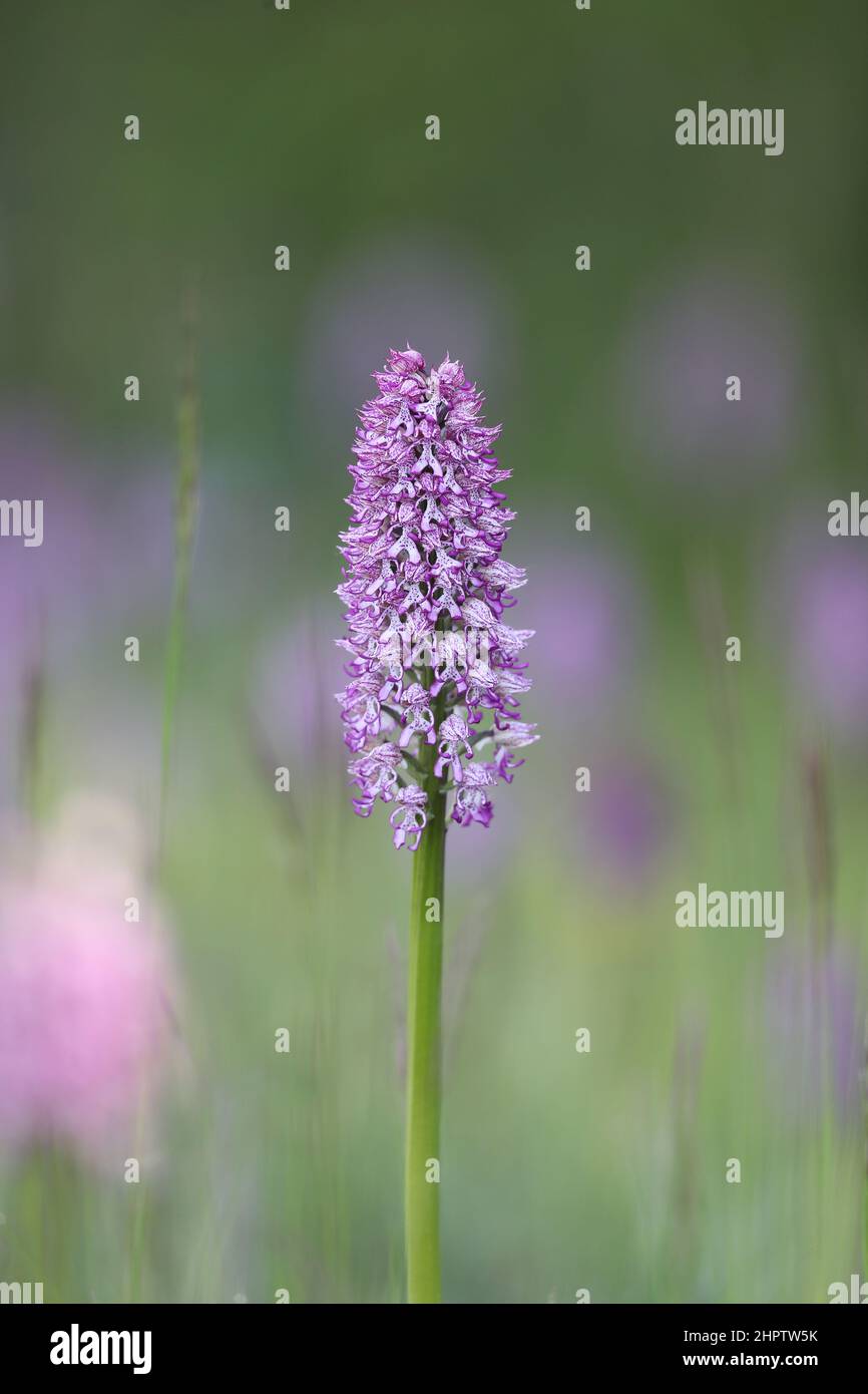 Lady x Monkey Orchid Hybrid, Orchis x angusticruris, Oxfordshire, England Stockfoto