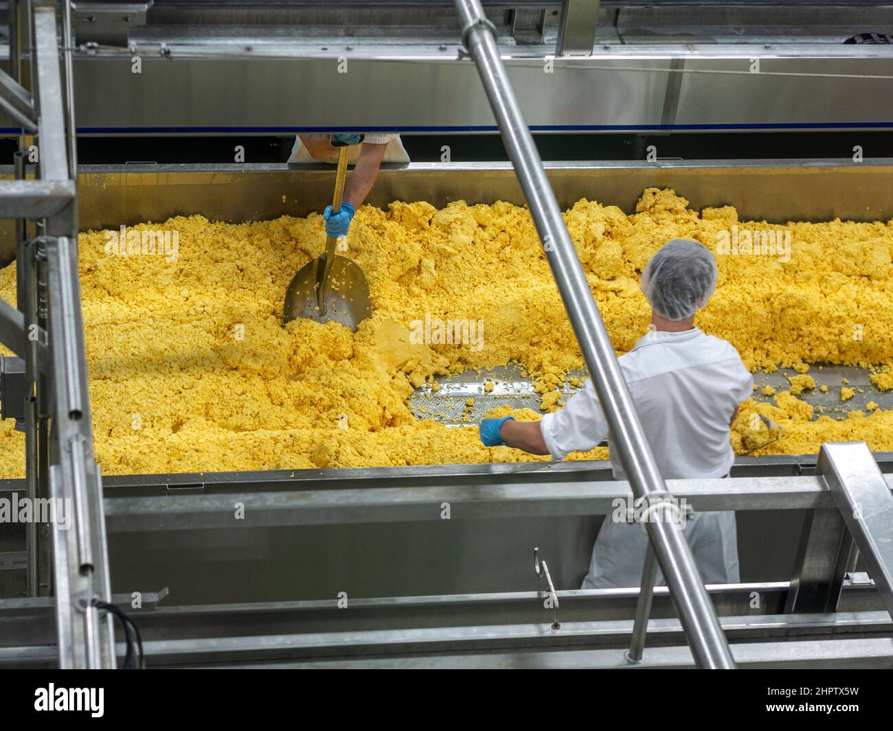Beim Käsekoop St. Albert gelbe Käsebrüge schaufeln: Zwei Arbeiter schaben mit großen Edelstahlschaufeln Käsebrüche an die Seite eines Trogs, um das Entleeren zu erleichtern. Stockfoto