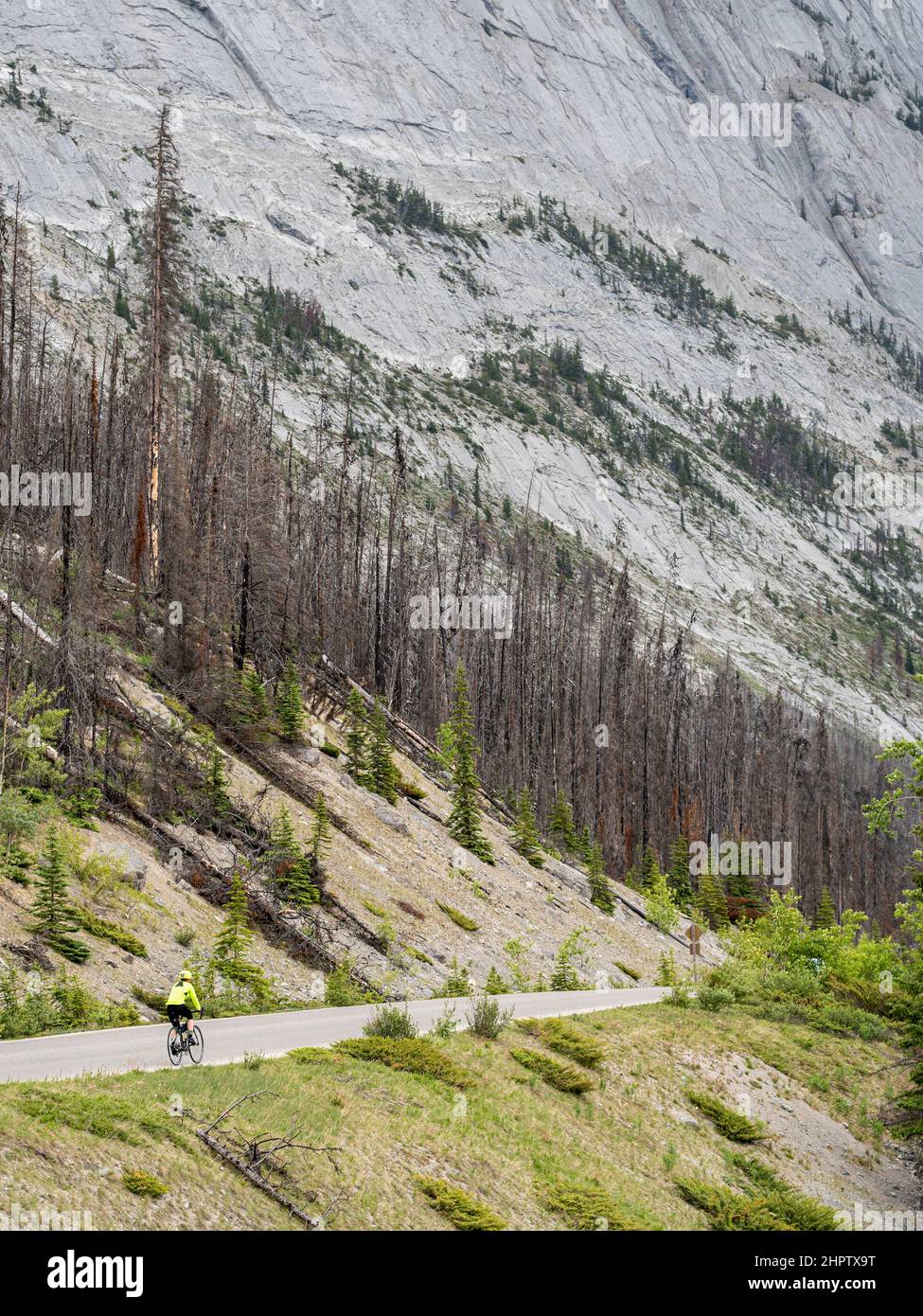 High Level Cycling through the Rockies: Eine einreisende Frau, die in blühenden Gelb gekleidet ist, radelt entlang einer leeren Straße neben dem Maligne Lake im Jasper National Park. Ein ausgebrannter Waldabschnitt und ein riesiger steiler Hang befinden sich auf ihrer linken Seite. Stockfoto