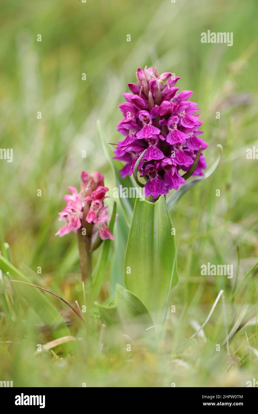 Early Marsh & Northern Marsh Orchids, Dactylorhiza incarnata & purella, Shetland, Schottland, Großbritannien Stockfoto