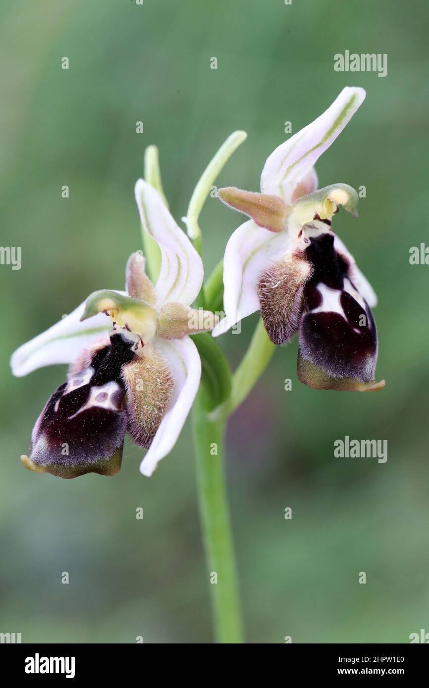 Ophrys reinholdii, Rhodos, Griechenland Stockfoto