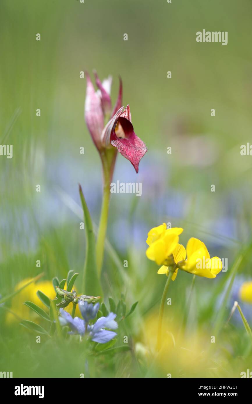 Großzungenorchidee, Serapias lingua, Aude, Frankreich Stockfoto