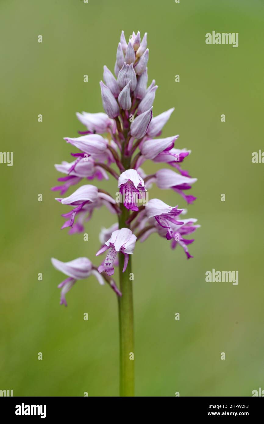 Military Orchid, Orchis militaris, (Fr.: Orchis guerrier), Aude, Frankreich Stockfoto