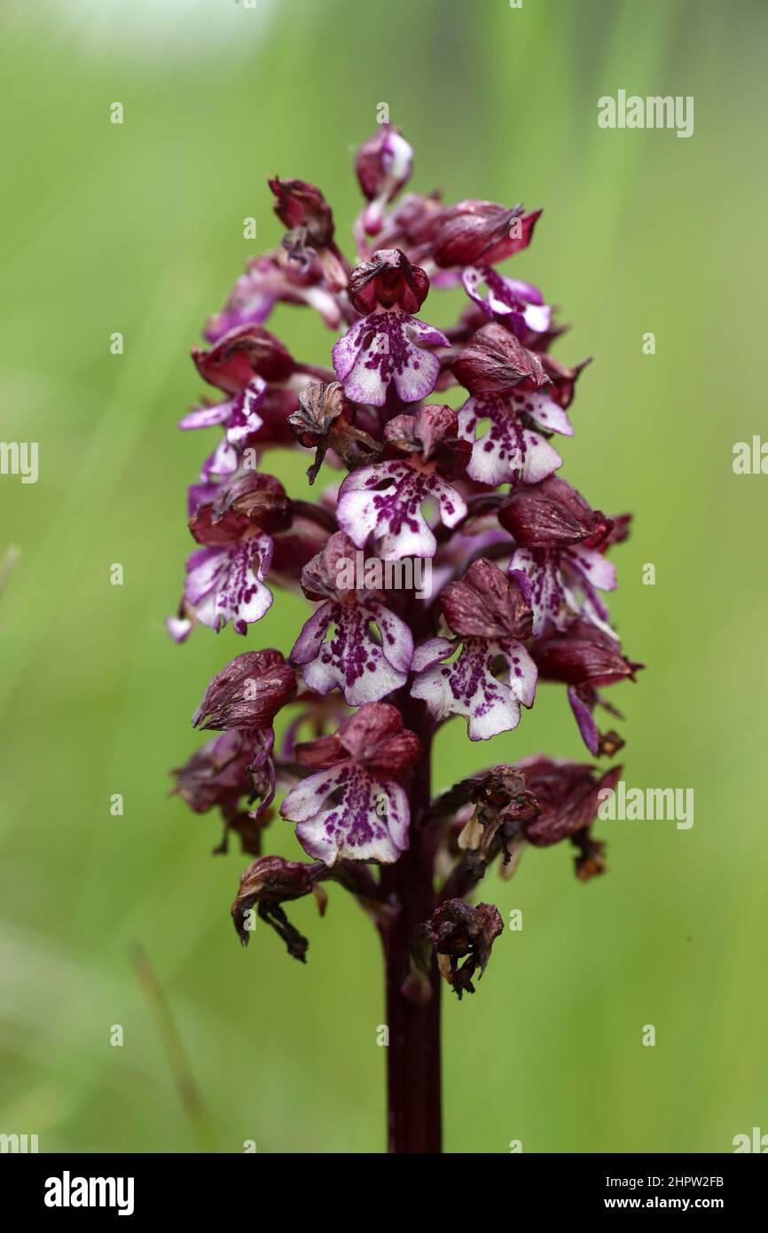 Lady Orchid, Orchis purpurea, (Fr.: Orchis pourpre), Aude, Frankreich Stockfoto