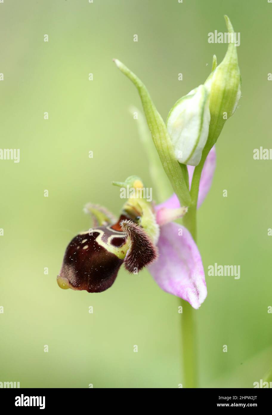 Woodcock Orchid, Ophrys scolopax, (Fr. Ophrys bécasse), Aude, Frankreich Stockfoto
