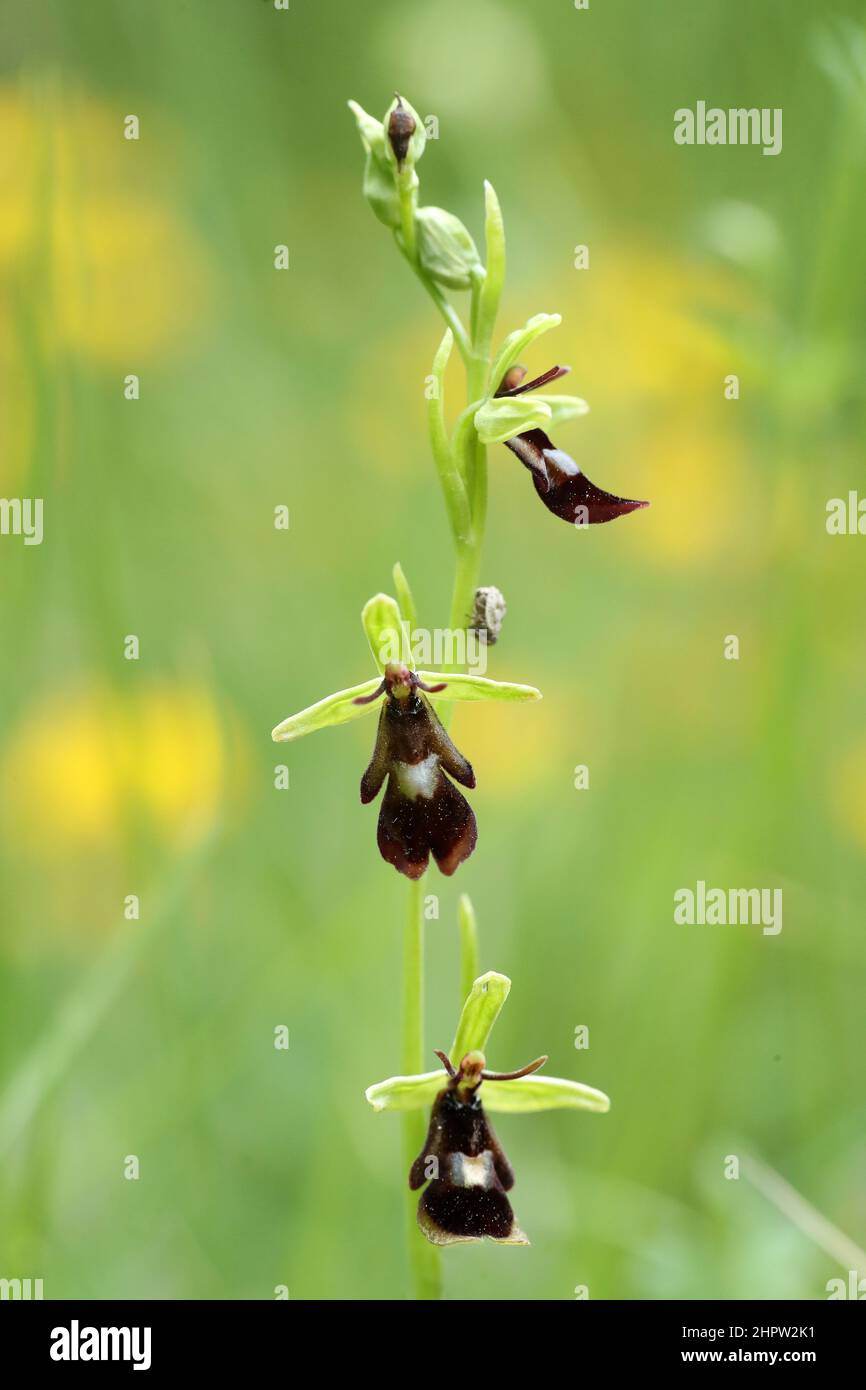 Fliegenorchidee, Ophrys insectifera, (Fr. Ophrys mouche), Aude, Frankreich Stockfoto