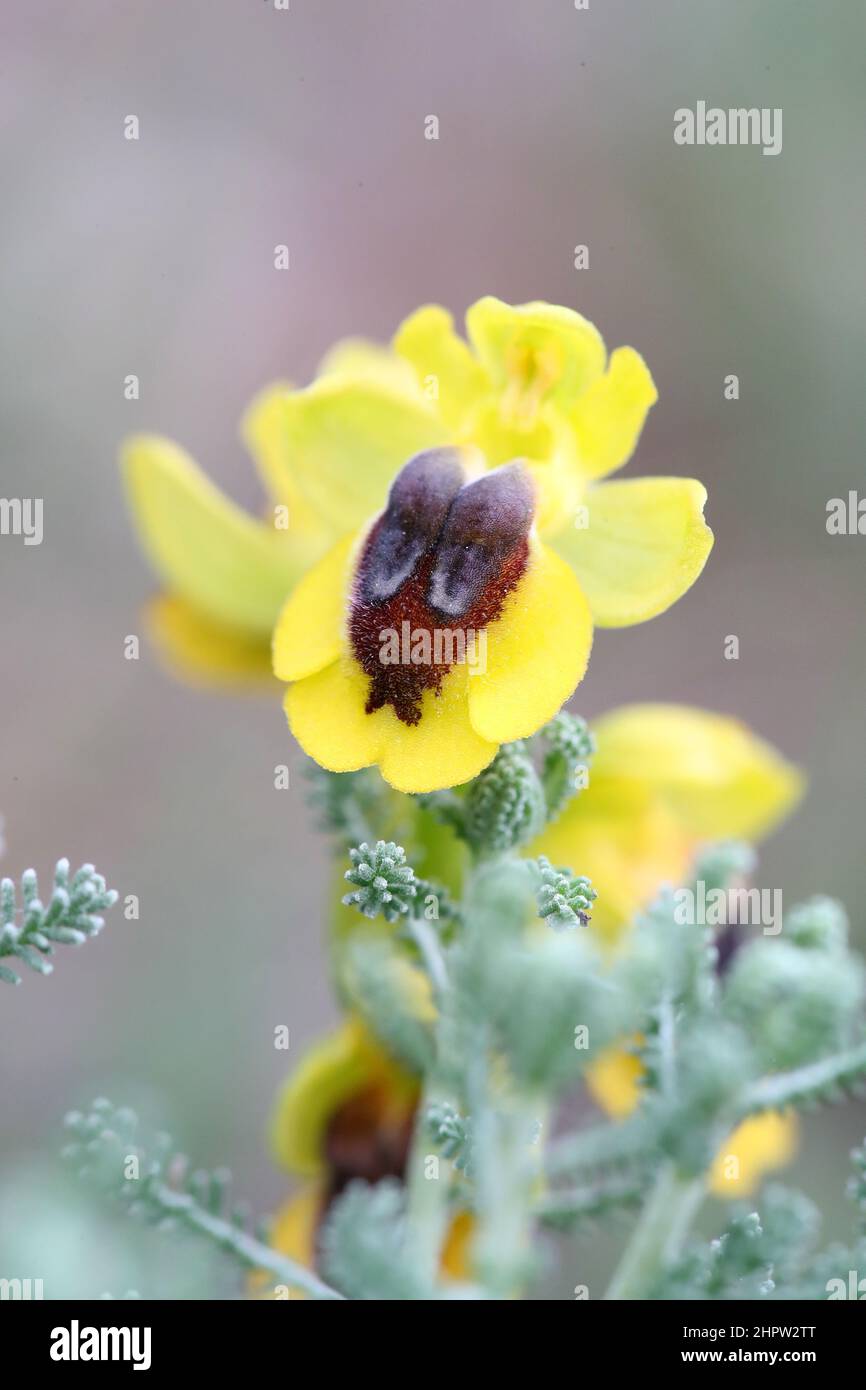Gelbe Bienenorchidee, Ophrys lutea, (Fr. Ophrys jaune), Aude, Frankreich Stockfoto