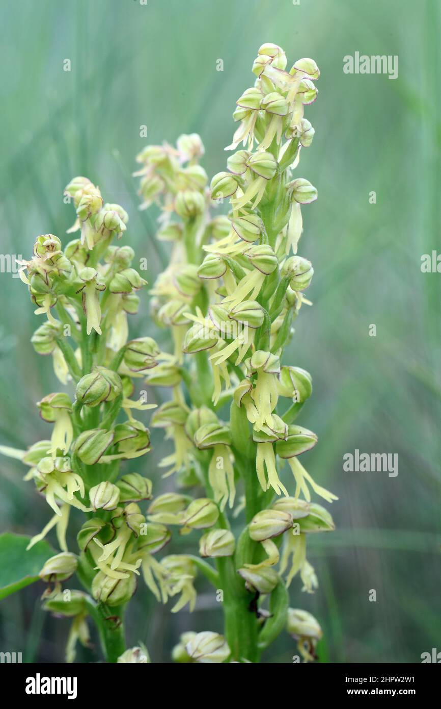 Man Orchids, Orchis anthropophora, (Fr.: Orchis homme-pendu), Aude, Frankreich Stockfoto