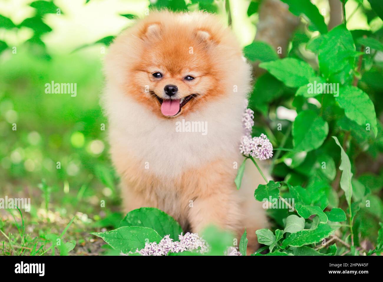 Fröhlicher pommerscher spitz-Hund, der die Natur anlächelt Stockfoto