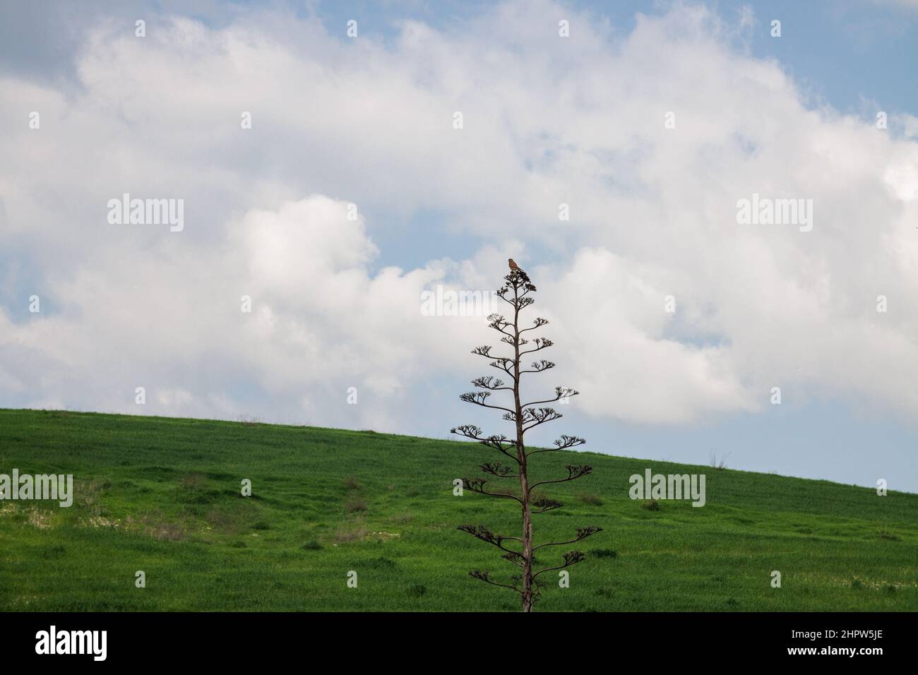Ein Turmfalkenvögel auf der Spitze eines Baumes. Falco tinnunculus. Gejagte Beute bereit zum Essen Stockfoto