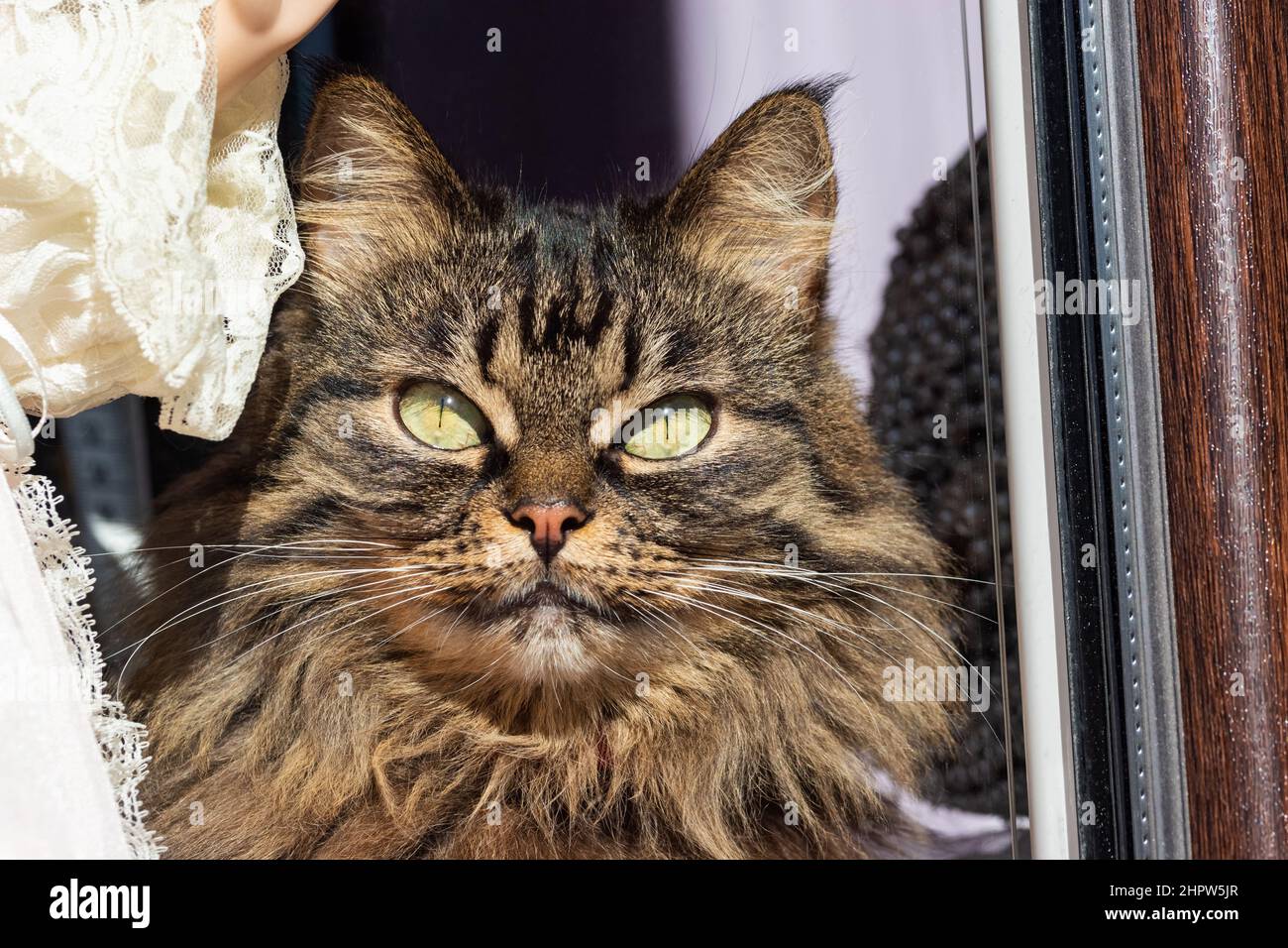 Eine Nahaufnahme der flauschigen Schnauze einer Katze durch das Fenster. Stockfoto