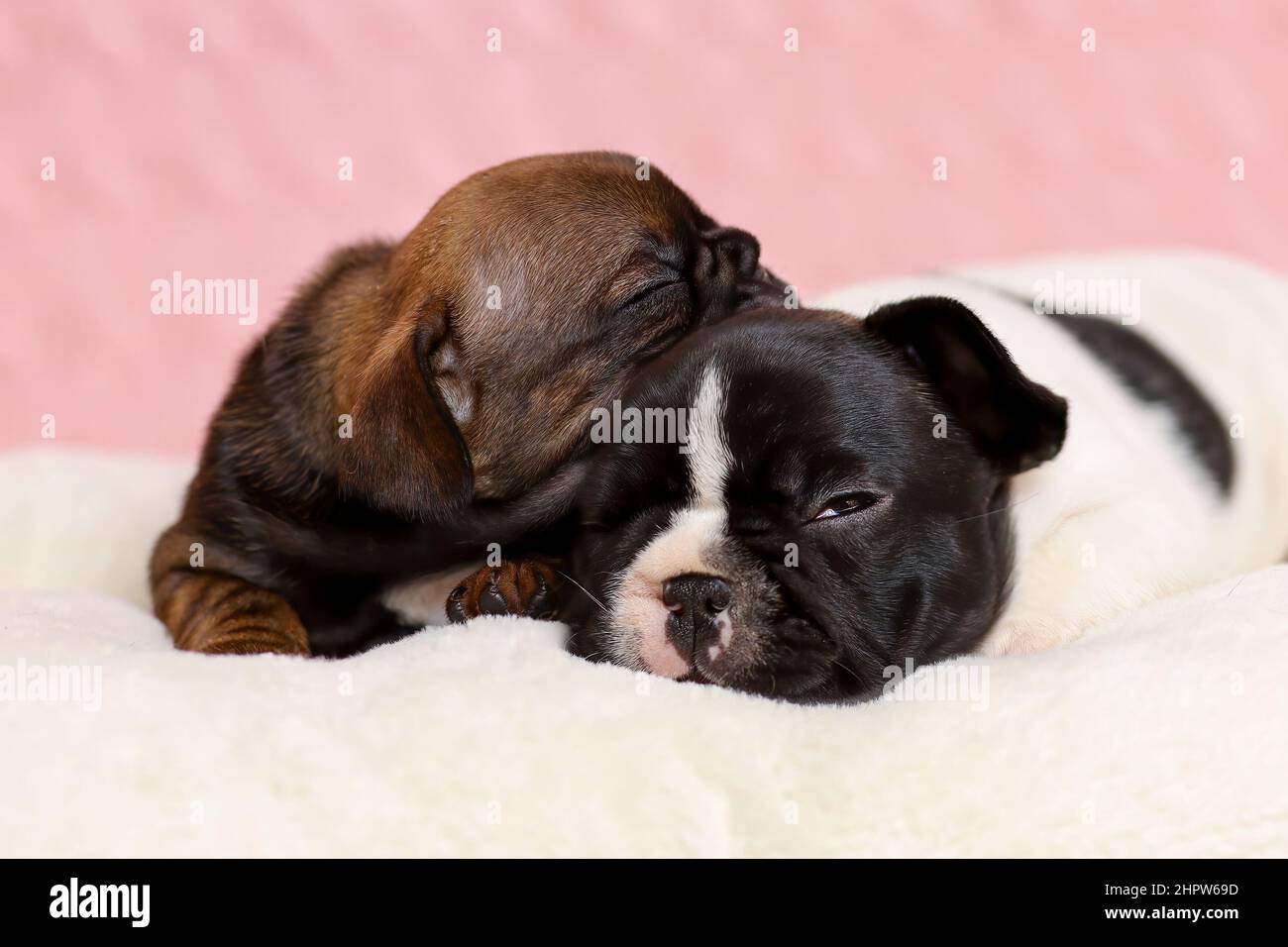Zwei niedliche, verschnaufte Welpen von französischer Bulldogge, die auf der Decke liegen Stockfoto