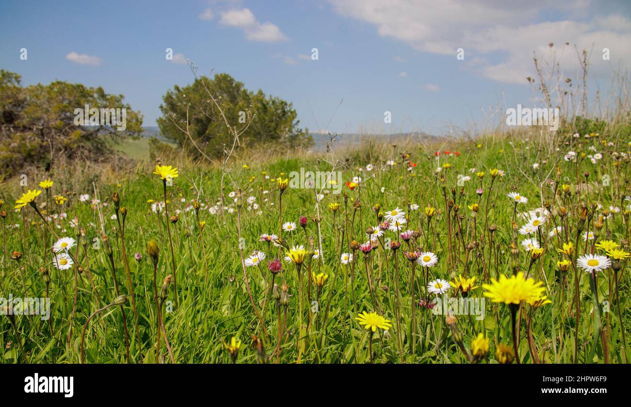 Blauer Himmel mit weißen wunderbaren Wolken über einer grünen Wiese Stockfoto