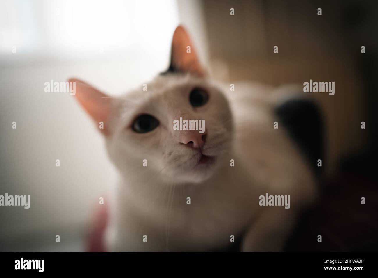 Vorderansicht der Nase einer schwarz-weißen Katze, mit geringer Schärfentiefe. Stockfoto