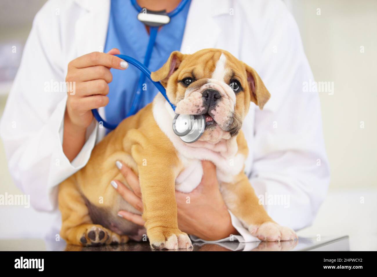 Das ist kein Kauspielzeug. Ausgeschnittene Aufnahme eines Tierarztes, der versucht, dem Herzschlag einer Bulldogge-Puppe zuzuhören. Stockfoto