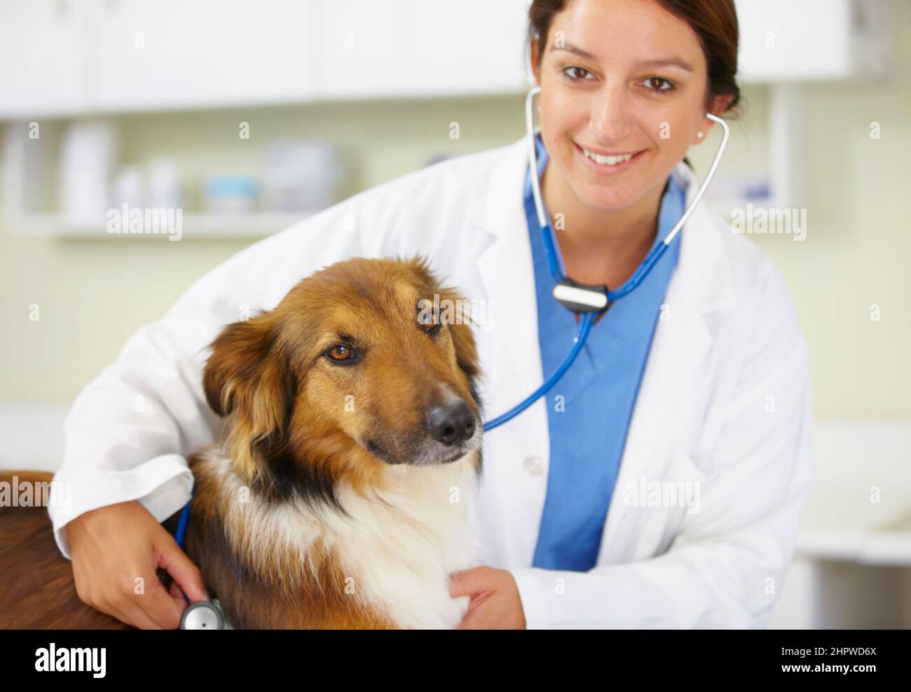 Tiere sind ihre erste Liebe. Aufnahme einer jungen Tierärztin, die einen Hund in ihrem Büro untersucht. Stockfoto