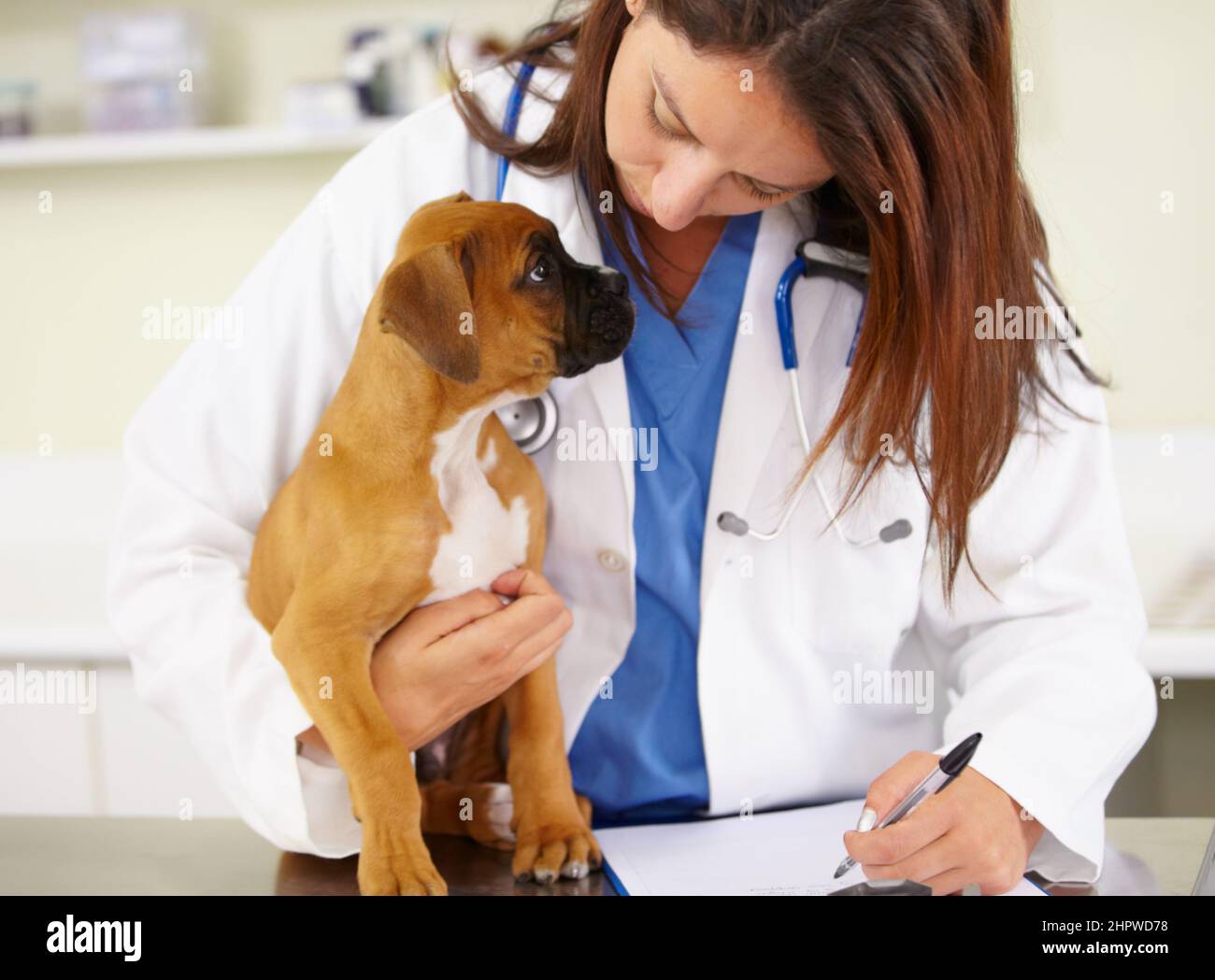 Hes ein gesunder Welpe. Aufnahme eines Tierarztes, der einen Welpen auf einem Untersuchungstisch untersucht. Stockfoto