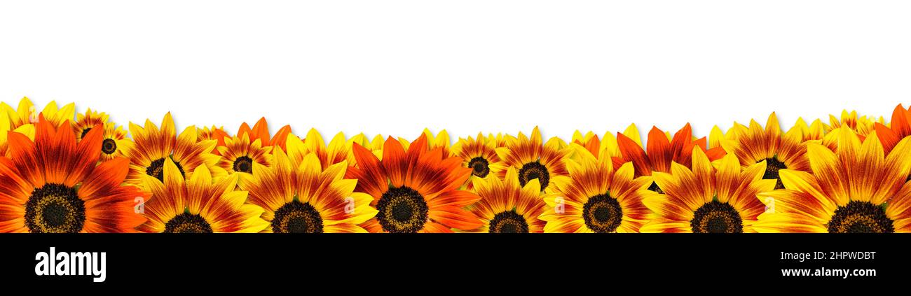 Sunflowers (Duarf Music Box Sunflower) Panorama-Banner-Rahmen-Design mit Kopierfläche auf weißem Hintergrund. Nützlich für Frühlingsthemen oder Muttertag Stockfoto