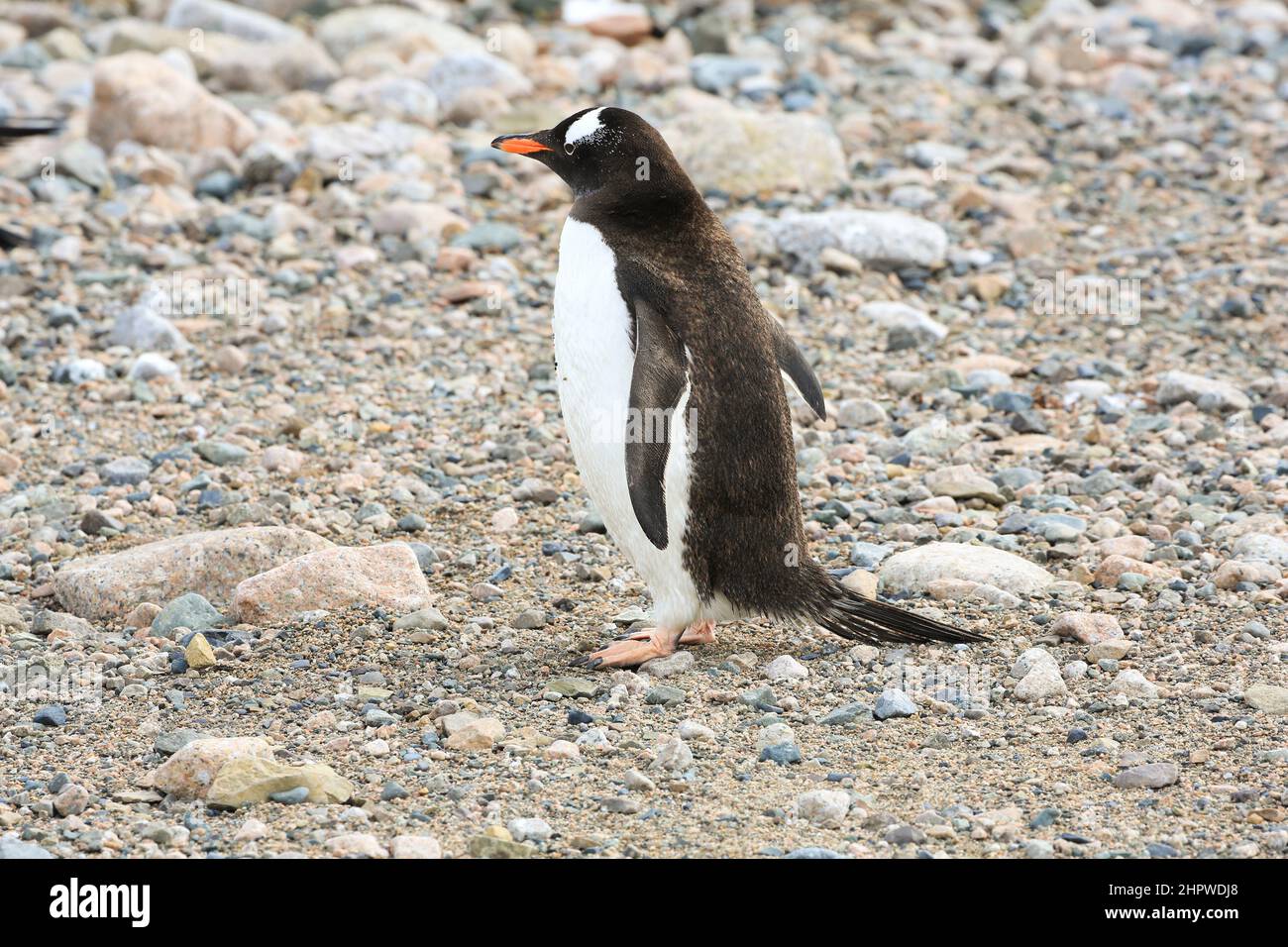 Gentoo-Pinguin, der entlang der Kiesküste von Neko Harbour auf dem Kontinent der Antarktis geht. Stockfoto