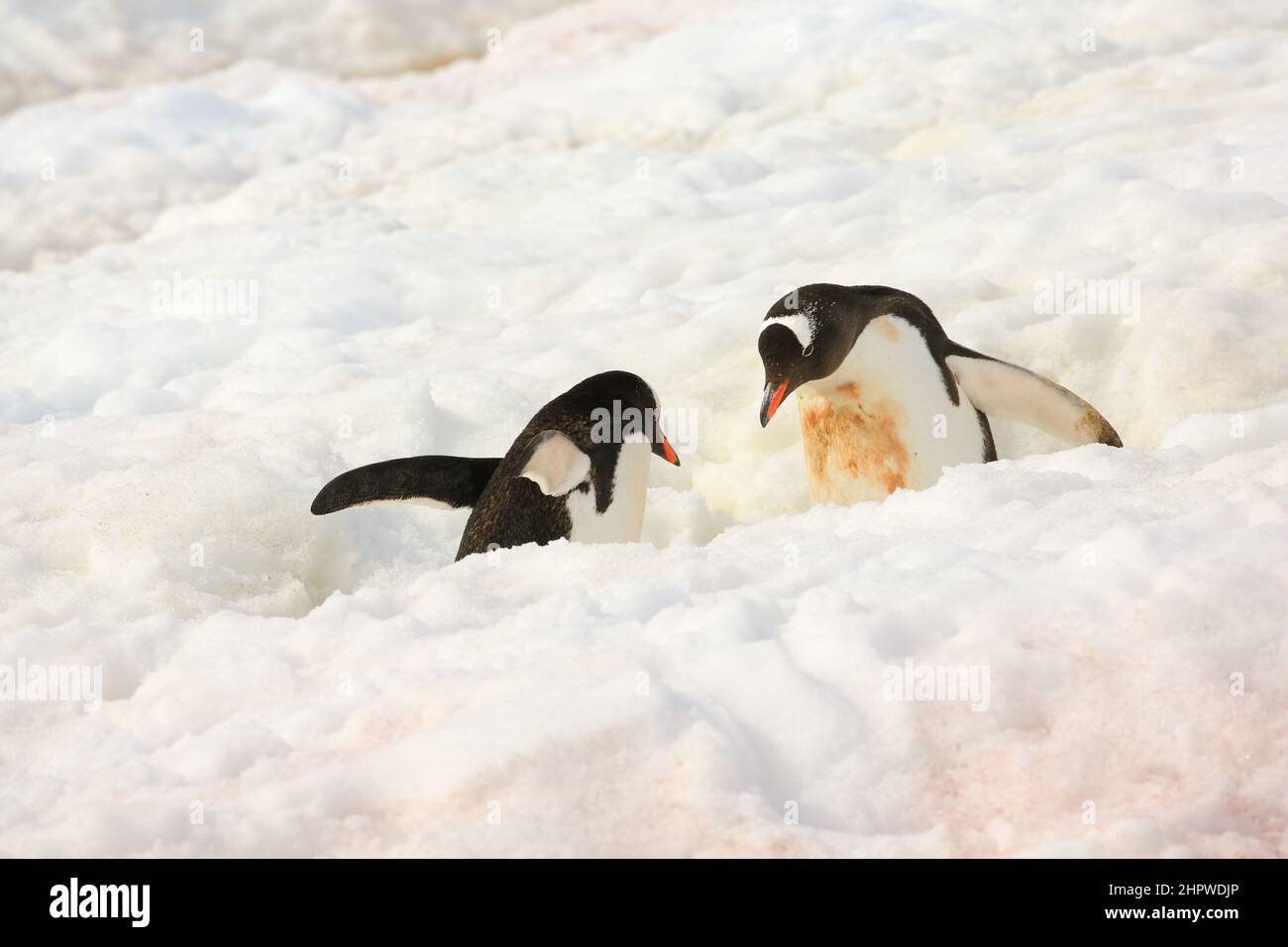 Zwei Gentoo-Pinguine, die auf dem Grabengang vorbeikommen, der zur Nistkolonie in der Antarktis gegenüber dem Hafen von Neko führt. Stockfoto
