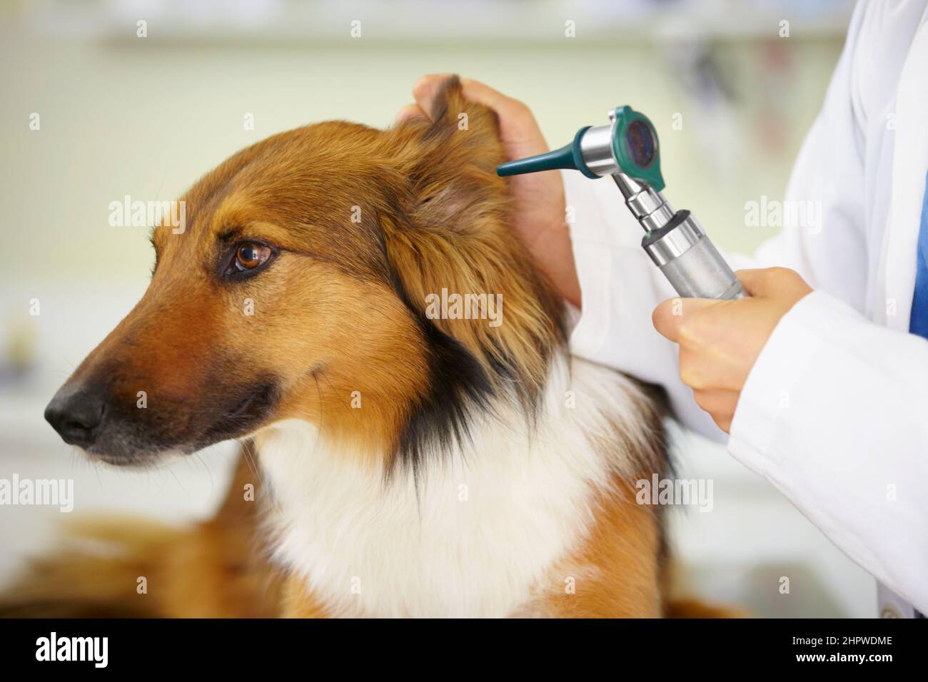 Mir gefällt das nicht Ausgeschnittene Aufnahme eines Tierarztes, der ein Hundeohr untersucht. Stockfoto