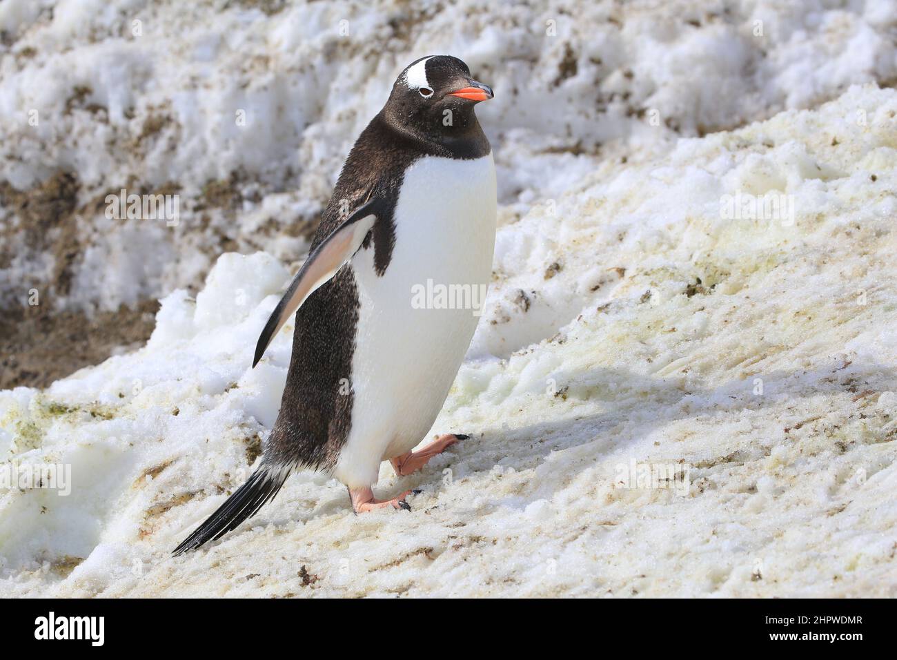 Ein sauberer Gentoo-Pinguin, der den schneebedeckten Hang hinauf zur Nistkolonie in der Antarktis gegenüber dem Hafen von Neko führt. Stockfoto