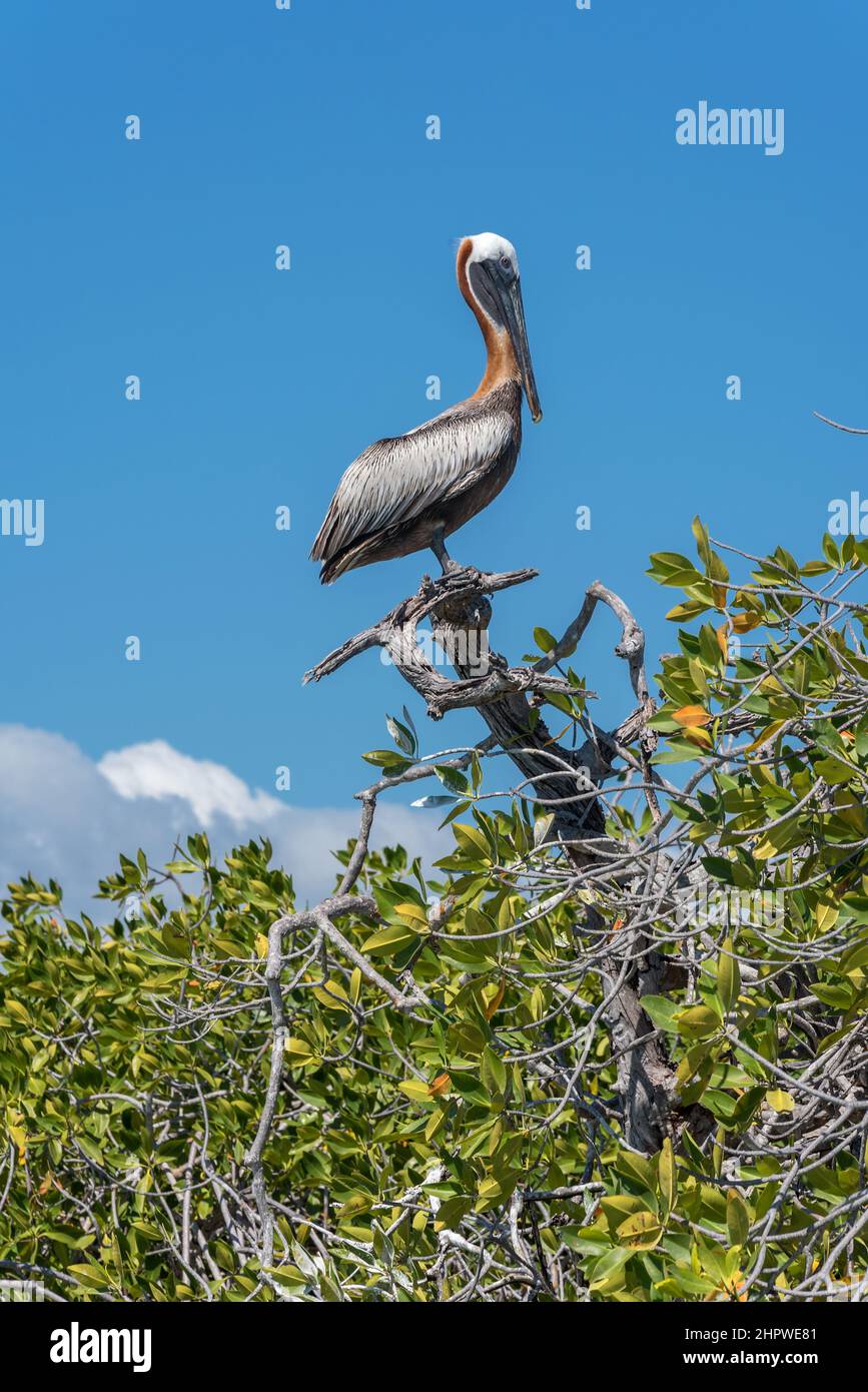 Brauner Pelikan auf einem Mangrovenbaum an der karibikküste mexikos Stockfoto