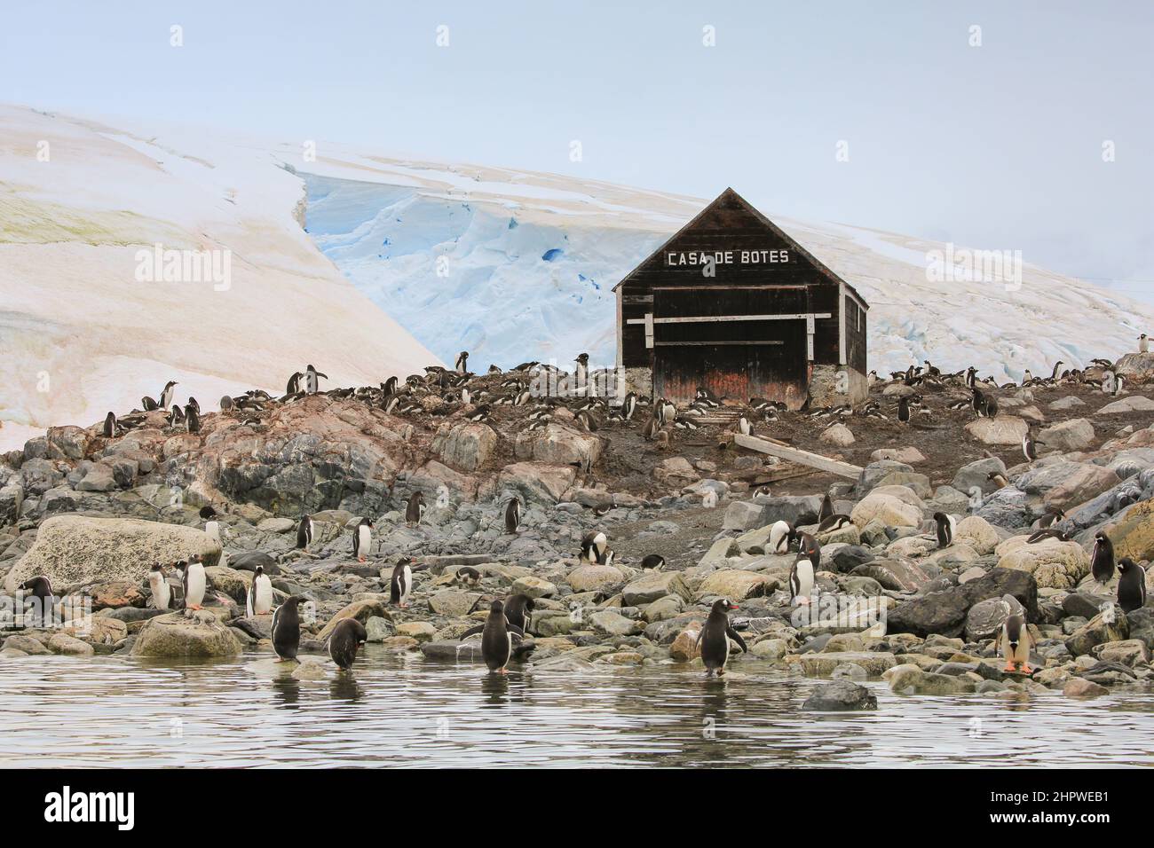 Gentoo-Pinguine in der Nähe des Bootshauses an der González Videla Station (chilenische Basis) in der Antarktis. Stockfoto