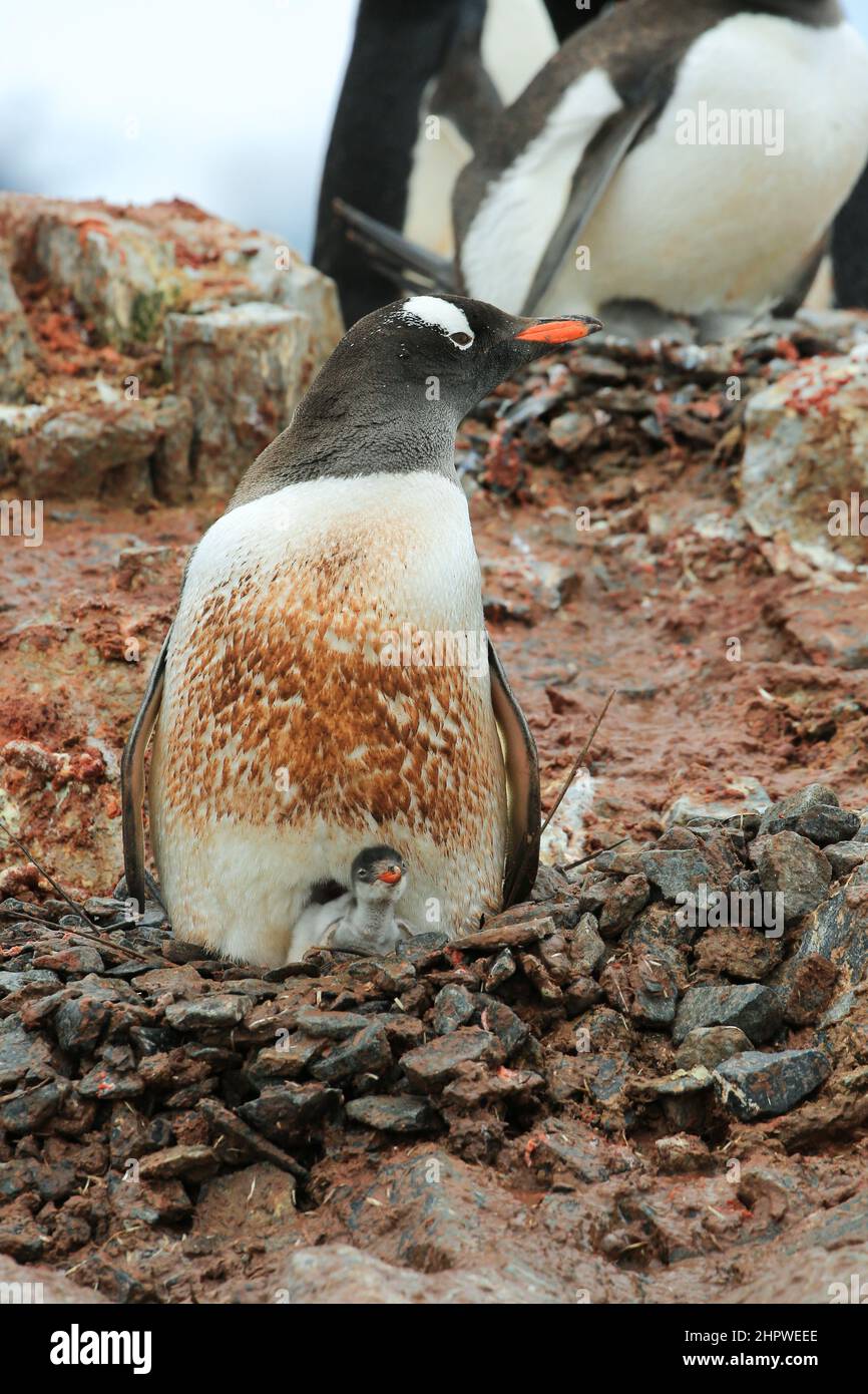 Gentoo-Pinguin und Küken auf Petermann Island, Antarktis, braucht eindeutig ein Bad. Stockfoto