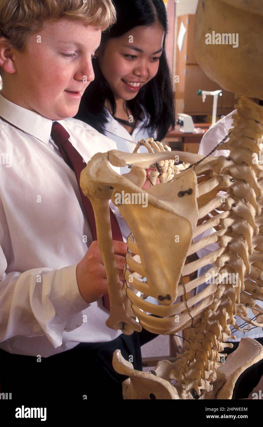 Zwei Gymnasiasten im Biologieunterricht untersuchen das menschliche Skelett Stockfoto